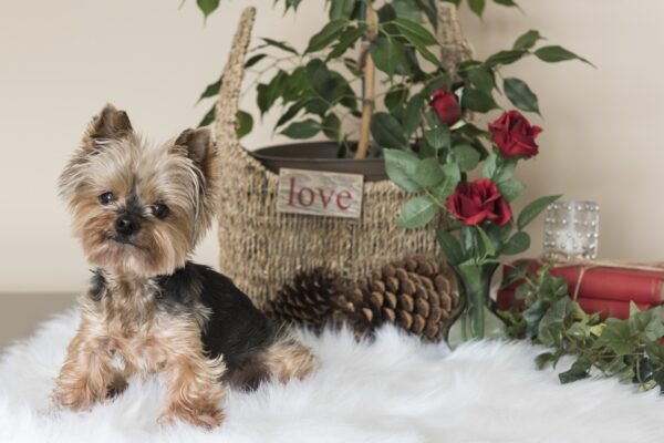 Yorkie Puppies For Sale (9)