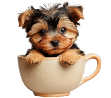 Jason Teacup Yorkies