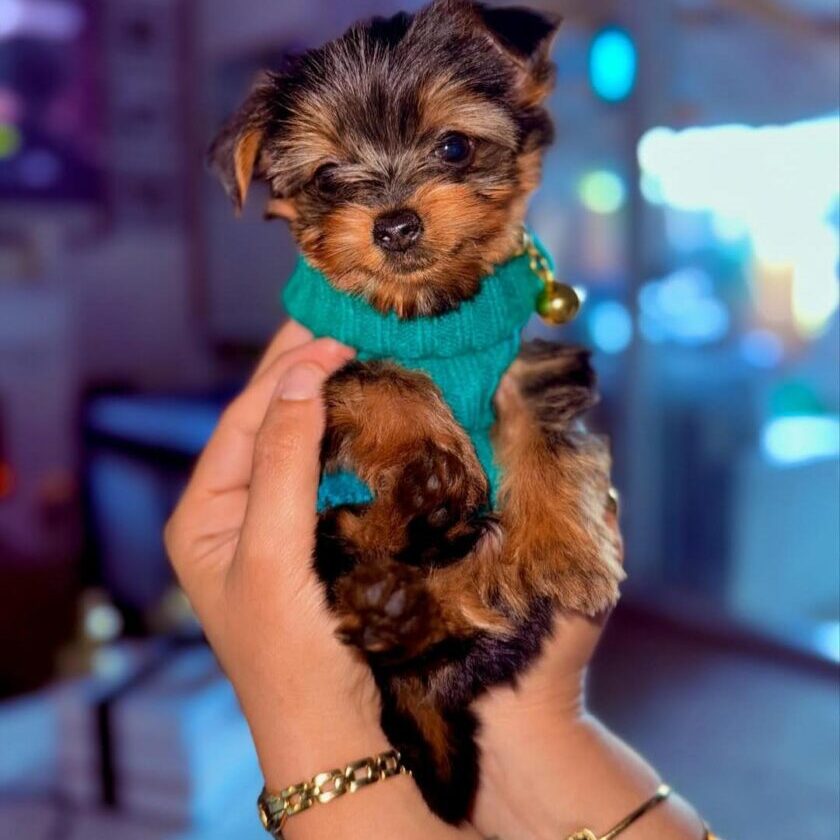 Lola Female