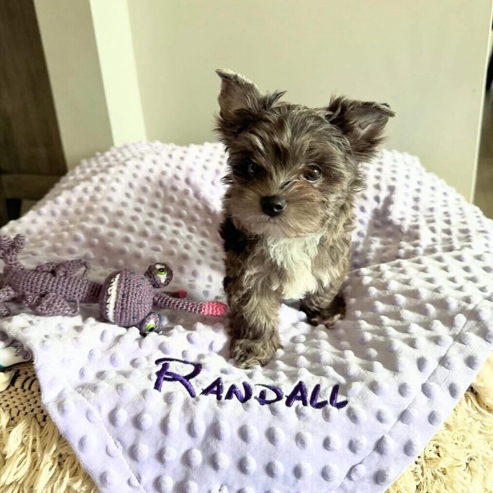 Randall 20
